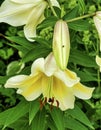 Easter lily bloom Royalty Free Stock Photo