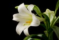 Easter Lily Blossom Royalty Free Stock Photo