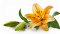 Easter lily branch and flower isolate on White background Royalty Free Stock Photo