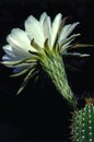 Easter Lily Cactus Royalty Free Stock Photo