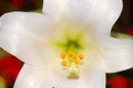 Easter Lily, Close Up