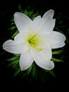 Easter Lily Close Up Art