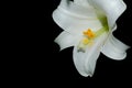 Easter Lily Dripping Nectar