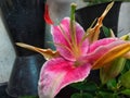 an easter lily has a crown that blooms bright pink