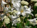 Easter Lily (lilium longiflorum) Royalty Free Stock Photo