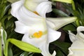 Easter lily (Lilium longiflorum) Royalty Free Stock Photo