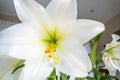 Easter lily Lilium longiflorum in full blossom Royalty Free Stock Photo