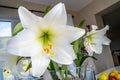 Easter lily Lilium longiflorum in full blossom Royalty Free Stock Photo