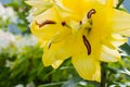 Easter Lily,Longflower Lily,closeup of yellow lily flower in full bloom.Beautiful yellow Hemerocallis on green nature Royalty Free Stock Photo