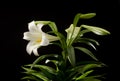 Easter Lily Royalty Free Stock Photo