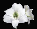 Easter Lily`s in Bloom Royalty Free Stock Photo