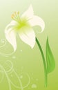 Easter Lily Royalty Free Stock Photo