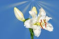 Easter lily with sun rays Royalty Free Stock Photo
