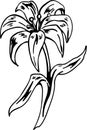 Easter Lily Vector Illustration Royalty Free Stock Photo