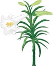 Easter Lily Vector Illustration Royalty Free Stock Photo
