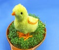 Easter little chickens Royalty Free Stock Photo