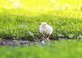Easter little fluffy yellow chicken walking on the lush green grass in the yard of the village on a Sunny spring day Royalty Free Stock Photo
