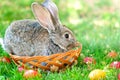 Easter little rabbit smiling while sitting in egg basket Royalty Free Stock Photo