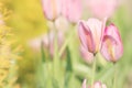 Easter or Mothers Day Tulip Card - Stock Photos Royalty Free Stock Photo