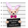 Easter mugshot dog Royalty Free Stock Photo