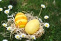 Easter nest and daisys around Royalty Free Stock Photo