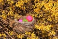 Easter nest with colourful Easter eggs in a flowering spring shrub with yellow flowers