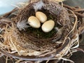 Easter nest with eggs and natural twigs, symbolizing spring and celebration Royalty Free Stock Photo