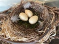 Easter nest with eggs and natural twigs, symbolizing spring and celebration Royalty Free Stock Photo
