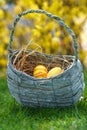 Easter nest on the meadow with gorse in the background Royalty Free Stock Photo