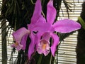 Easter orchid Cattleya mossiae, Moss` Cattley`s orchid or Orchidee; species of orchid from Venezuela Royalty Free Stock Photo