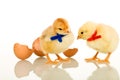 Easter party baby chickens - isolated Royalty Free Stock Photo