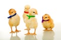 Easter party gang - small chickens isolated Royalty Free Stock Photo