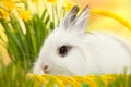 Easter photo. Funny little rabbit in basket