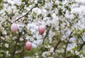 Easter pink eggs on the flowering branches of apple tree. Easter background Royalty Free Stock Photo