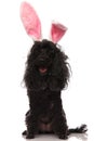 Easter poodle with rabbit ears is laughing with eyes closed