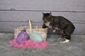 Tabby Manx Cat Easter Portrait