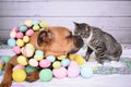 Easter portrait of a Tabby Manx cat and a Boxer breed dog