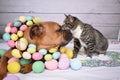 Easter portrait of a Tabby Manx cat and a Boxer breed dog