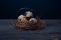 Easter poster and banner. bird nest and eggs on a wooden board Royalty Free Stock Photo