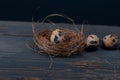 Easter poster and banner. bird nest and eggs on a wooden board Royalty Free Stock Photo