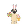 Easter pug with basket Royalty Free Stock Photo