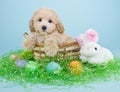 Easter Puppy Royalty Free Stock Photo