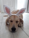 Easter puppy Royalty Free Stock Photo