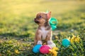 Easter puppy Royalty Free Stock Photo