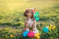 Easter puppy