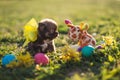 Easter puppy