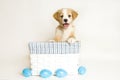 Easter Puppy in white and blue basket with eggs