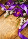 Easter purple crocuses in the wood background Royalty Free Stock Photo