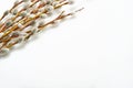 Easter. Pussy willows branches  on a white background Royalty Free Stock Photo