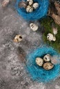 Easter Quail egg in blue nest on concrete background
